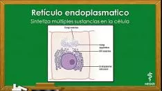 Jouer Fisiolog&iacute accent;a celular - la c&eacute accent;lula, separatees y funciones