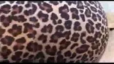 Play Fast black kitty-cat with white sashay